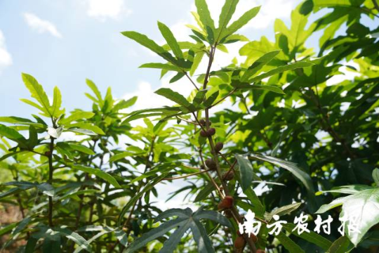 廣東河源，五指毛桃成致富“金手指”。