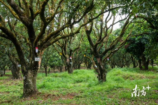 高州根子鎮(zhèn)古荔園，古樹參天，年年碩果累累